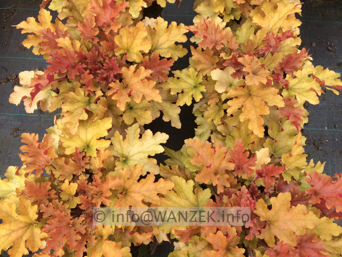 Heuchera Hybride Marmalade 04.JPG